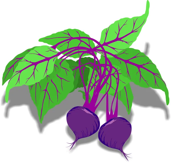 Juicy purple beet — Stock Vector