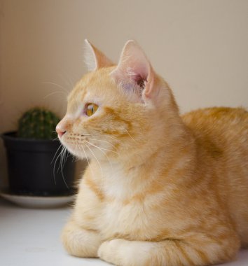 gizemli Görünümü penceresinden