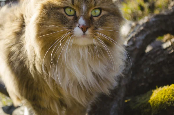 Грациозная кошка — стоковое фото