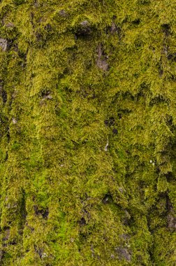 doku eski moss
