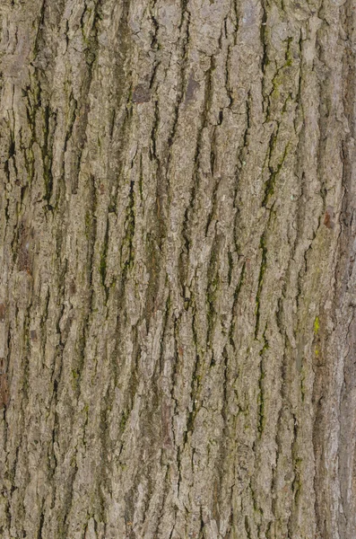 Konsistens av det gamla trädet — Stockfoto
