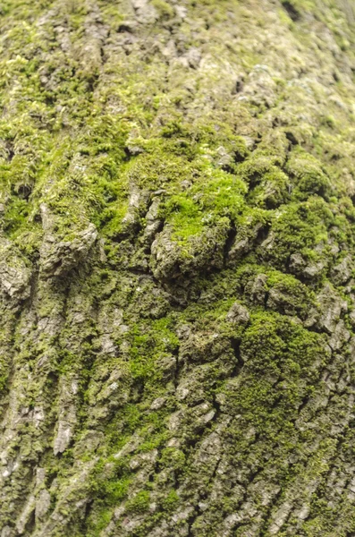 Trädet täckt med grön mossa — Stockfoto