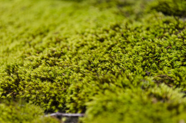 moss texture