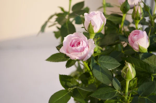 Rosa rosa sobre un fondo colorido —  Fotos de Stock