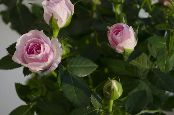 Rosa con hojas verdes en una olla —  Fotos de Stock