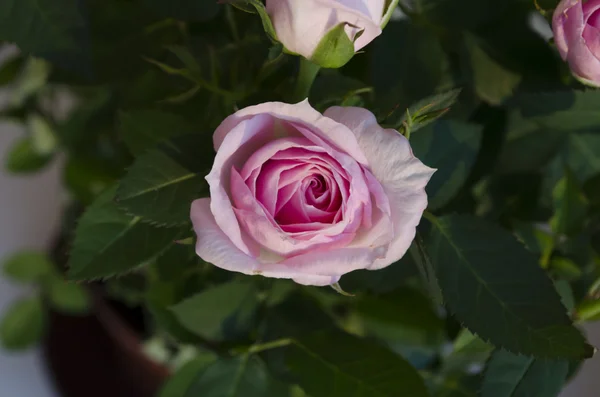 Rosa rosa con hojas verdes —  Fotos de Stock