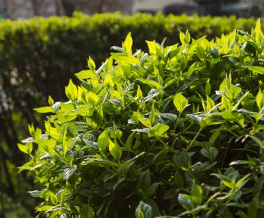 Genç yeşil bahar yaprakları