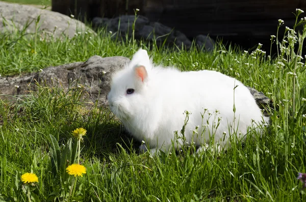 ふわふわのウサギ — ストック写真