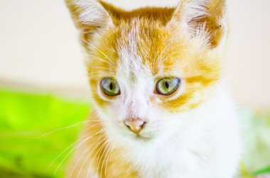 neşeli kırmızı & beyaz kedi