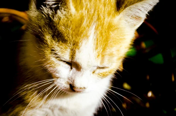 Neşeli kırmızı & beyaz kedi — Stok fotoğraf