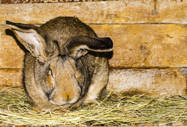 Šedý králík — Stock fotografie