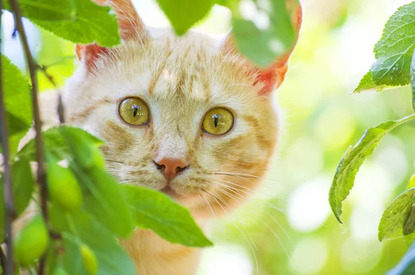 Zencefil kedi — Stok fotoğraf