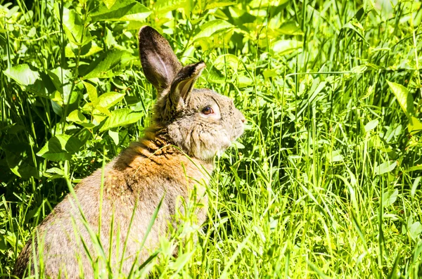 회색 토끼 — 스톡 사진