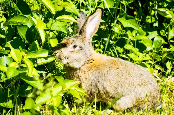 Gray bunny — Stock Photo, Image