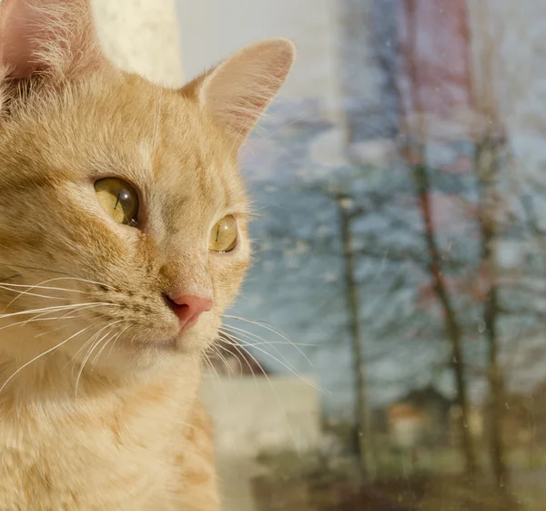 Güzel kızıl saçlı yavru kedi. — Stok fotoğraf