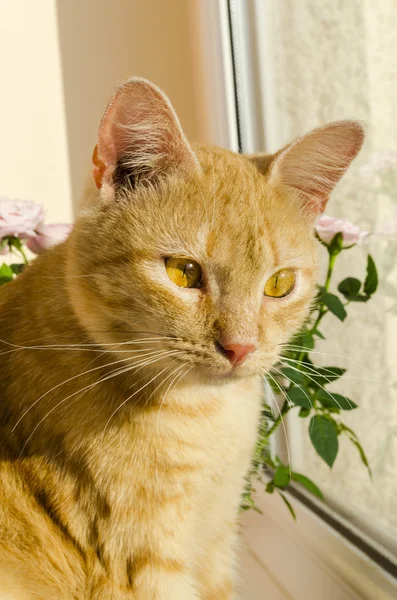 Piękny rudy kociak. — Zdjęcie stockowe
