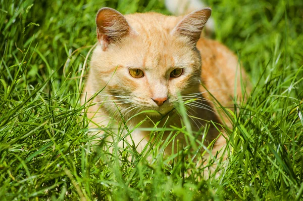 Güzel kızıl saçlı yavru kedi. — Stok fotoğraf