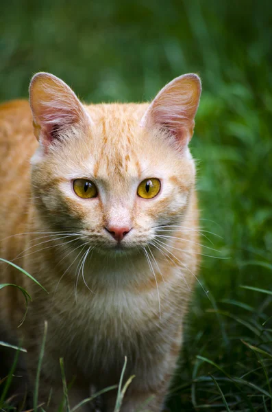 Güzel kızıl saçlı yavru kedi. — Stok fotoğraf