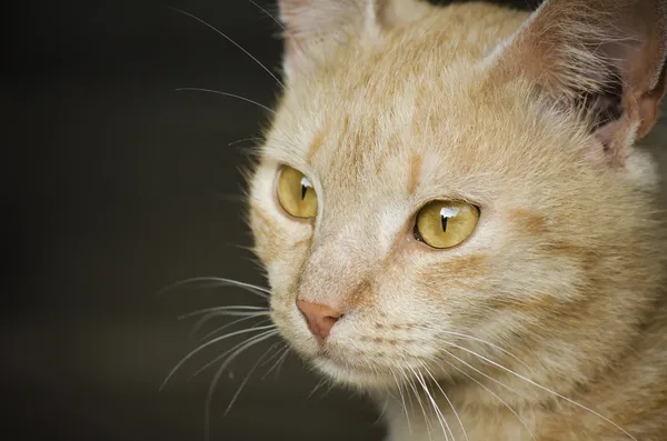 Mooie roodharige kitten. — Stockfoto