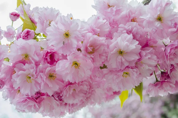 Sakura flor — Foto de Stock