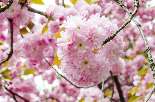 Sakura bloom — Stock Photo, Image