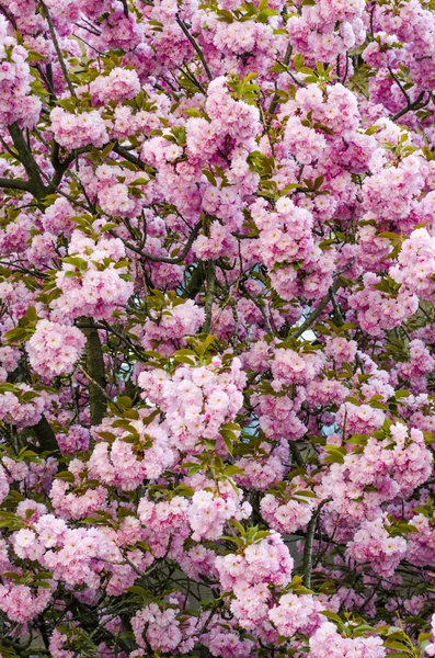 Sakura bloei — Stockfoto