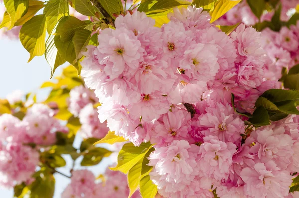 Sakura blommar — Stockfoto