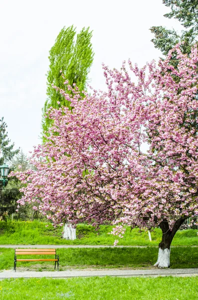 Цветы сакуры в парке — стоковое фото