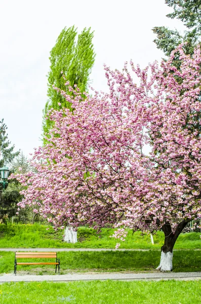 Kwiaty Sakura w parku — Zdjęcie stockowe