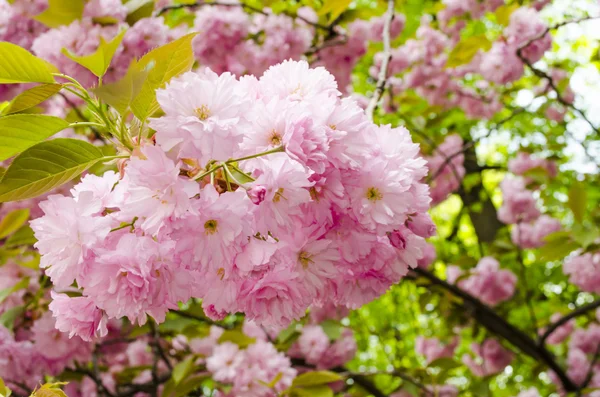 Sakura fioritura — Foto Stock