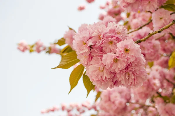 Sakura bloom — Stock Photo, Image