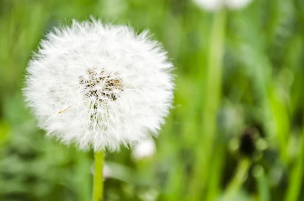 Witte paardebloem — Stockfoto