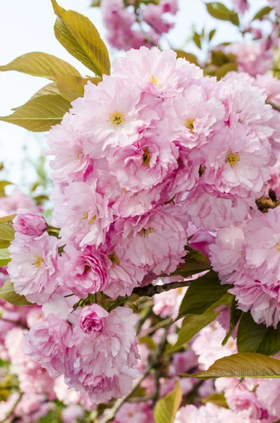 Sakura bloei — Stockfoto