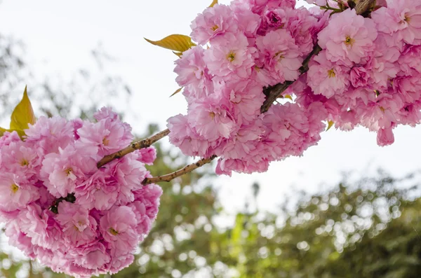 Sakura fioritura — Foto Stock