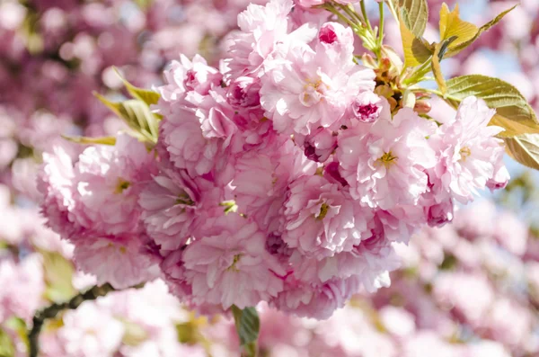 Sakura bloei — Stockfoto