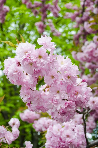 Sakura fioritura — Foto Stock