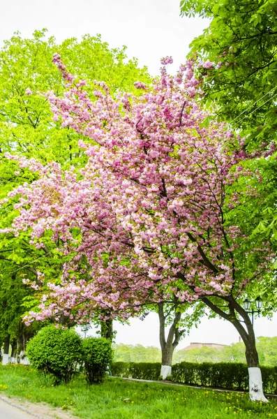 Sakura fleurit dans le parc — Photo
