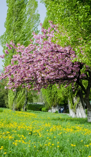 Kwiaty Sakura w parku — Zdjęcie stockowe