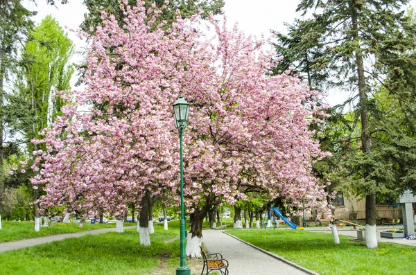 Цветы сакуры в парке — стоковое фото