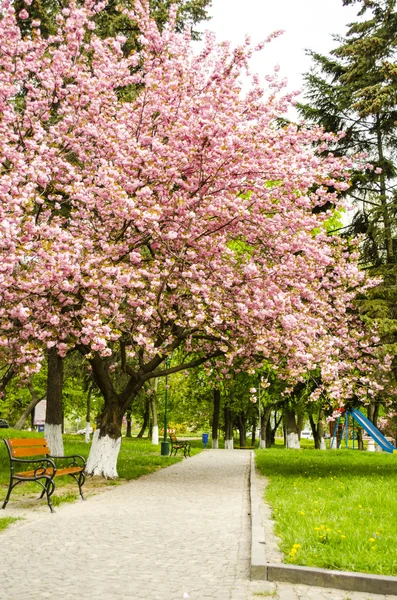 Sakura άνθη στο πάρκο — Φωτογραφία Αρχείου