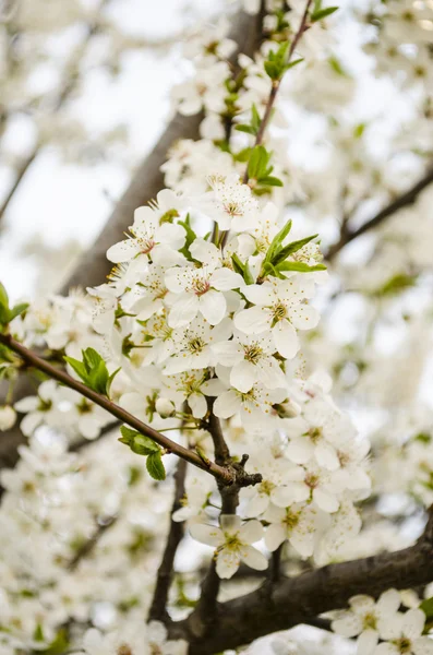 Bloeiende boom in het voorjaar — Stockfoto