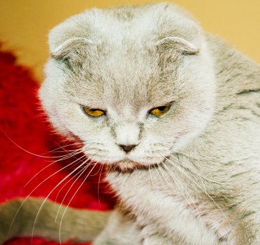 koyu küllü Gri kedi 