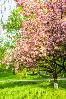 Sakura çiçekleri Park
