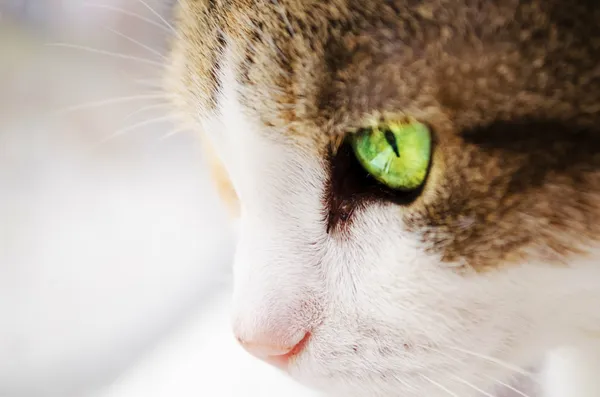 Gato com olhos verdes — Fotografia de Stock