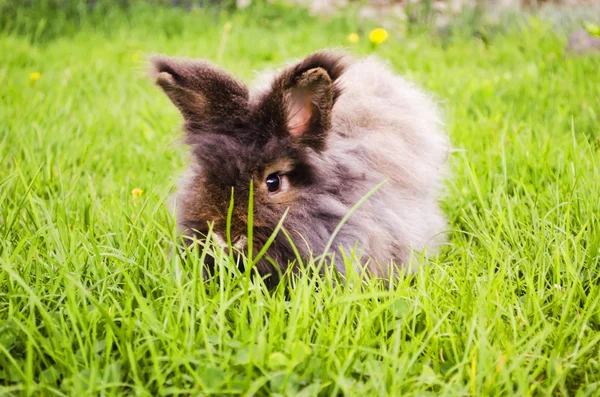 Gray bunny — Stock Photo, Image