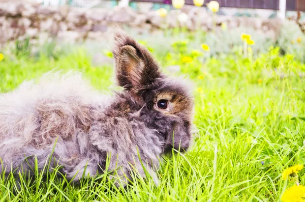 Gray bunny — Stock Photo, Image