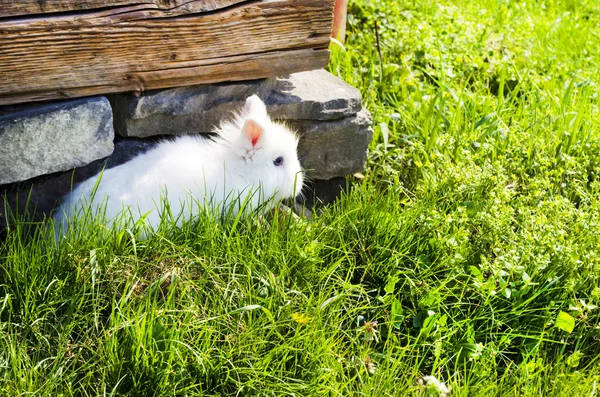 Szary królik — Zdjęcie stockowe
