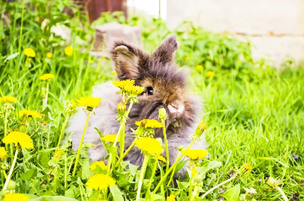 Gray bunny — Stock Photo, Image