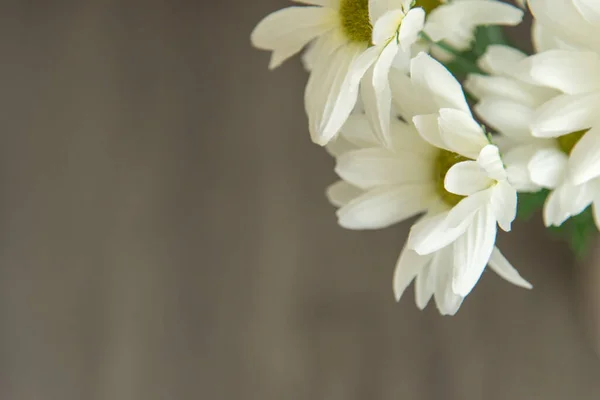 White Flower Background, isolated, Sympathy Card, White Floral Wedding Background, Flower Macro Closeup