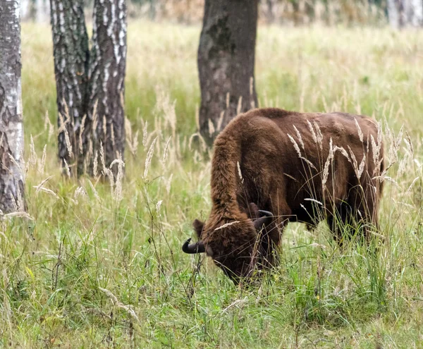 European bison — Stock Photo, Image